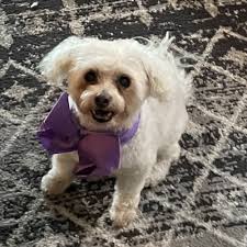 BEST of Albuquerque Pet Nail Trimming