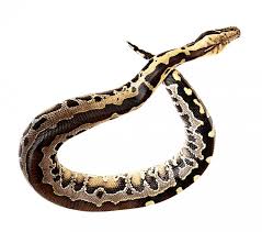 Anaconda Snake Png Transparent Image Full Hd Vector Clipart In 2020 Snake Png Png Images
