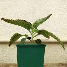 Image result for Kalanchoe lanceolata