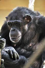Chimpanzee Chimpanzee Great Ape Bonobo