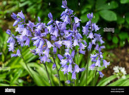 Image result for Campanulaceae