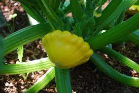 Pruning the squash leaves is good prevention for powdery mildew. Harvesting Squash When To Harvest Squash