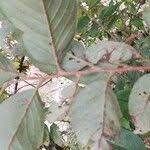 Image result for Bridelia ferruginea