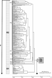 Image result for Setaria kagerensis
