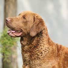 Pets4homes found 48 pomsky dogs and puppies for sale in the uk. Chesapeake Bay Retriever Breed Information Characteristics Heath Problems Dogzone Com