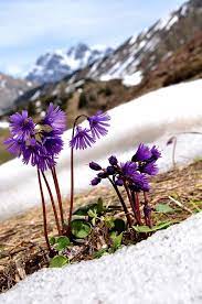 Soldanella Alpina Soldanella Alpina Gewohnliches Alpenglockchen Soldanelle Des Alpes Navadni Alpski Zvoncek Alpine Soldanella Primulaceae Alpine Flowers Purple Flowers Amazing Flowers