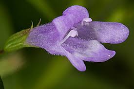 Image result for Clinopodium simense