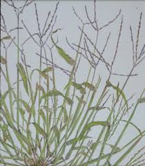 Image result for Digitaria maitlandii