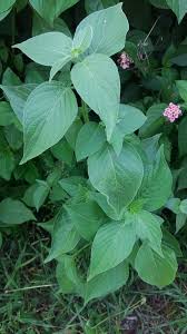 Image result for Dicliptera paniculata