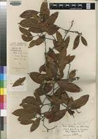 Image result for Maerua duchesnei