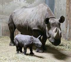 Black Rino Baby Born At Lincoln Park Zoo Il Neushoorn