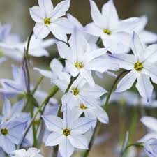 Sternblume Pflanzen Blumen Und Garten