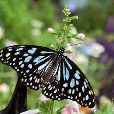 Beautiful Blue Tiger Butterfly By Eva Kaufman Most Beautiful Butterfly Blue Tigers Butterfly