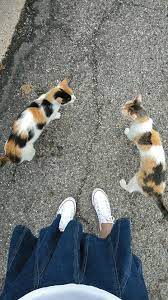 shoes cats ayakkabilar