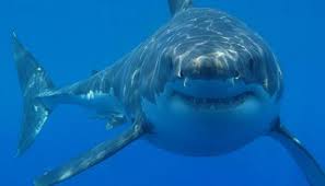 Did Great White Sharks Drive Megalodon To Extinction