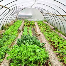 A cold frame greenhouse uses solar energy to create a stable climate for growing vegetables. Tending A Greenhouse Greenhouse Growing Greenhouse Vegetables Organic Gardening