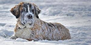 How long will a dog live with untreated lymphoma? Treatment Of Lymphoma In Dogs Life Expectancy