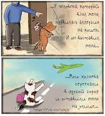 sterilizaciya koshek i kastraciya kotov kot bezdomnye koty britanskaya korotkosherstnaya