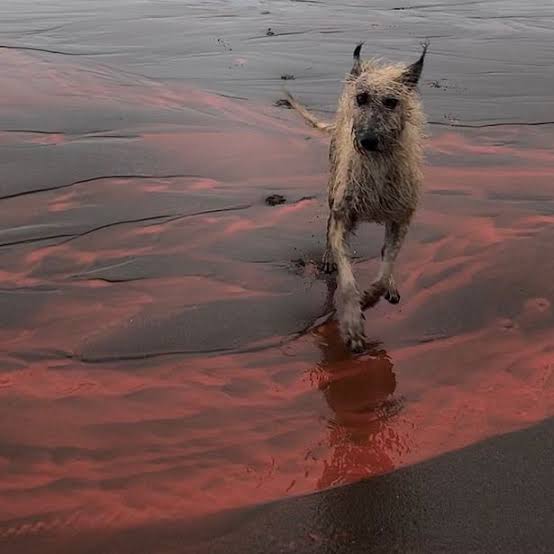 Incredible pictures as Devon beach turns blood red thanks to bizarre  phenomenon | Devon Live