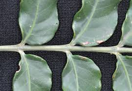 Image result for Harpephyllum afrum