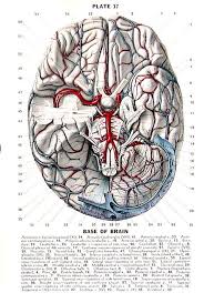The Base Of The Brain The Nervous System Human Anatomy