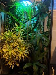 Veiled chameleon plants florida plants aquatic plants ground cover plants rhubarb plants terrarium plants hibiscus plants. How To Decorate Your Jackson S Chameleon Enclosure Reptifiles