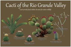 A winter fog blankets the lower rio grande valley, obscuring all but the heights of the forest canopy where the but in 1979, a seed of an idea was planted in the form of the lower rio grande valley national wildlife refuge, explains former refuge complex manager ken merritt. Nature Park City Of Pharr