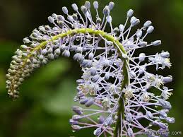 Image result for Cyathula natalensis