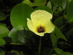 Image result for Limnocharitaceae