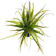 Image result for Blyxa