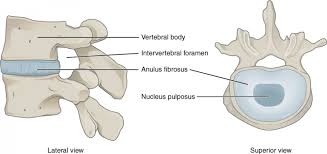 Treatment at home will likely include the application of hot or cold packs, limited activity (although. The Vertebral Column Anatomy And Physiology I