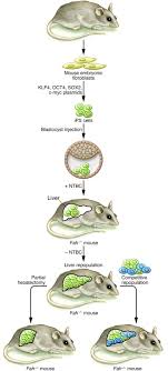 .and reserve function in the animals gavaged with 50% ethanol (15 ml/kg·bw) for a model of acute alcoholic liver injury (ali) and for evaluation of this perfusion improvement could provided the beneficial conditions to restore the liver cell damage after acute ali. Jci From Skin Cells To Hepatocytes Advances In Application Of Ips Cell Technology