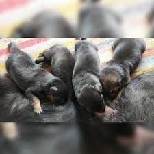 The best prices for napoleon dog on joom.wide assortment and frequent new arrivals!free shipping all over the world! Buy Kci Registered Puppies From Verified Dog Breeders In India