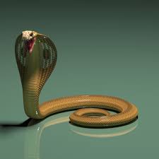 Pin By Manuel Gonzalez Navarro On Snakes Cobra Snake King Cobra Snake Cobra Tattoo