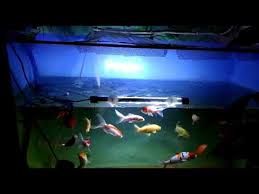 Dan mengerjakan pembuatan berbagai model aquarium. Kolam Kaca Aneka Ikan Youtube