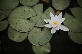Water lily pond flower bloom nature water aquatic plant blossom lotus plant. Single Dainty White Water Lily With Green Pads By Amir Kaljikovic Flower Lotus