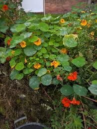 Image result for Tropaeolaceae