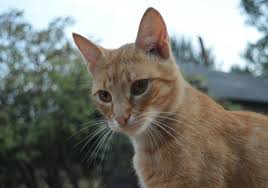 Browse 22,387 black and white cat stock photos and images available, or search for black and white cat isolated or black and white cat face to find more great stock photos and pictures. Understanding The Fear Of Cats