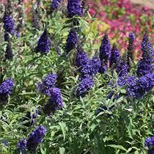 Image result for buddleia davidii