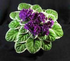Violets 101 African Violet Society Of America African Violets Violet Plant Trees To Plant