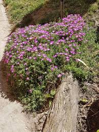 Image result for Chenolea diffusa