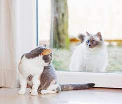My Indoor Cat Is Being Tormented By An Outdoor Cat