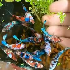 Pin On Bak Ikan