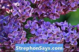 Dalam industri garmen indonesia, biru laut (seperti birunya laut) atau biru benhur (kbbi pun mendaftarkannya demikian) bukanlah biru navy (biru gelap, dan putih. Perbedaan Antara Lavender Dan Lilac Perbedaan Antara 2021