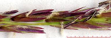 Image result for Sporobolus sanguineus