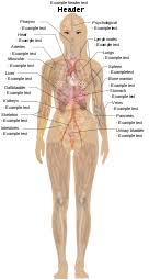 For my anatomy class at school, hand drawn/colored/labeled diagram of the muscles of the human torso. Human Body Diagrams Wikimedia Commons
