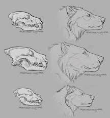 Toko Skull Anatomy And Speculative Evolution By Imperator Augustus Canine Drawing Animal Sketches Animal Drawings