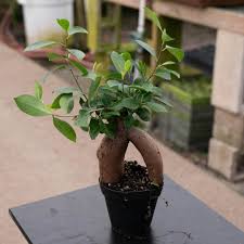 Image result for Grewia microcarpa