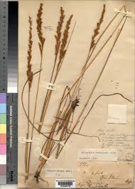 Image result for Eriochrysis pallida