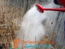 опрыскивание деревьев весной по фазам от болезней и вредителей Etot Sposob Pomozhet Izbavitsya Ot Mnogih Vreditelej Kustarniki Kusty Maliny Sad